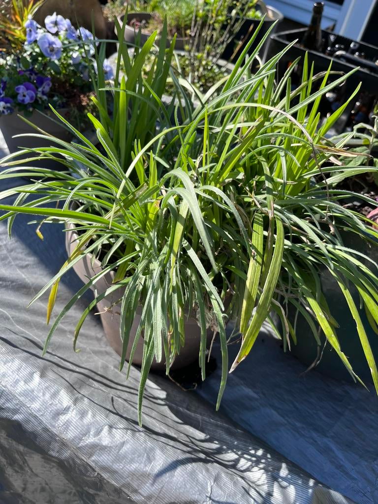 Veel verschillende planten met potten, Tuin en Terras, Ophalen, Overige soorten, Volle zon