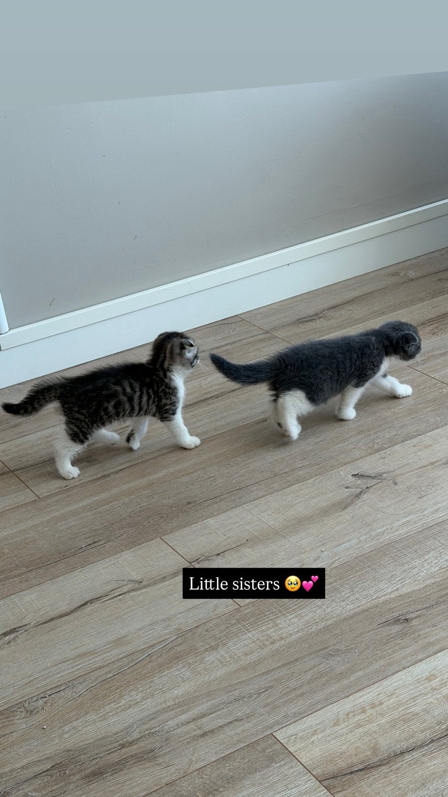 Britse Korthaar kittens met gevouwen oortjes, Meerdere dieren, Ontwormd