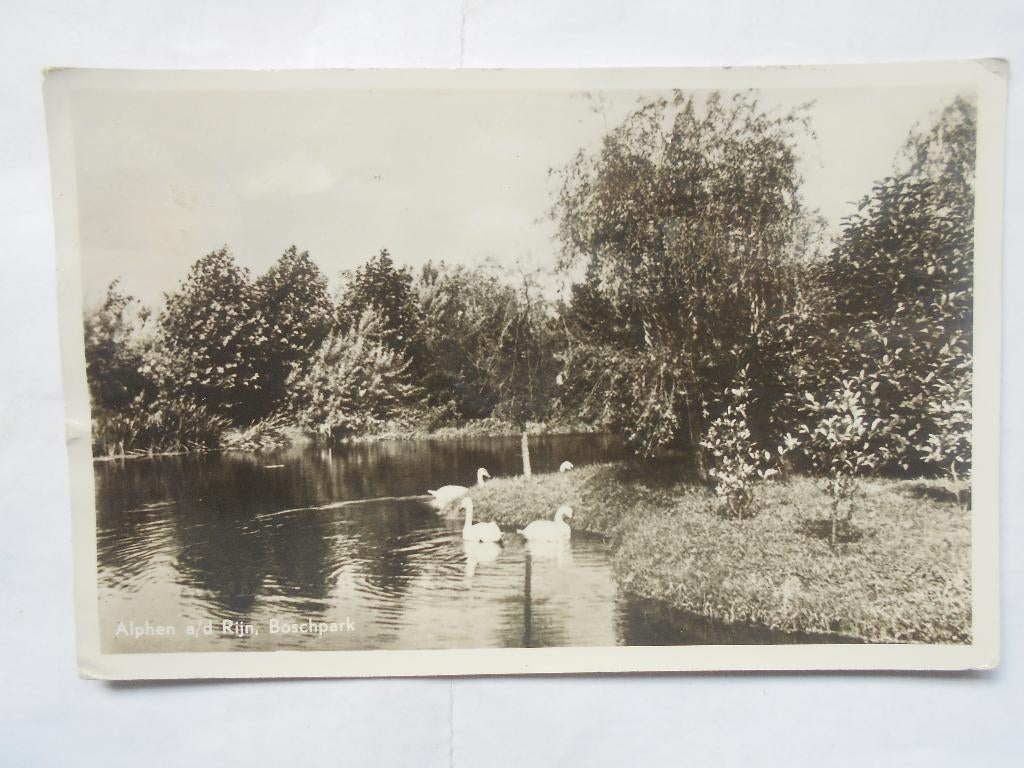 Alphen aan de Rijn Zwanen in het Bospark Alphen rond 1959, Ophalen of Verzenden, 1940 tot 1960, Gelopen, Zuid-Holland