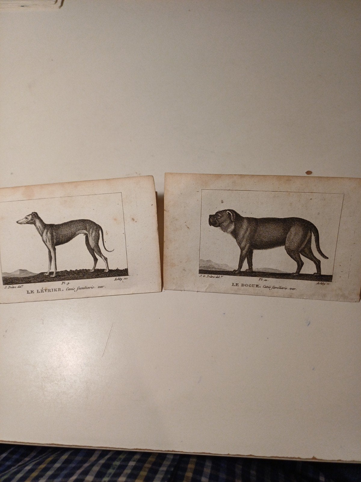 4 prenten van honden, Ophalen of Verzenden