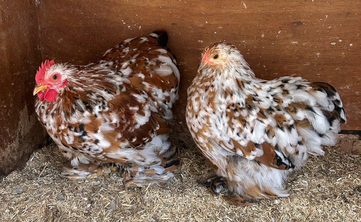 Cochin kriel porselein trio, Dieren en Toebehoren, Pluimvee, Meerdere dieren, Kip