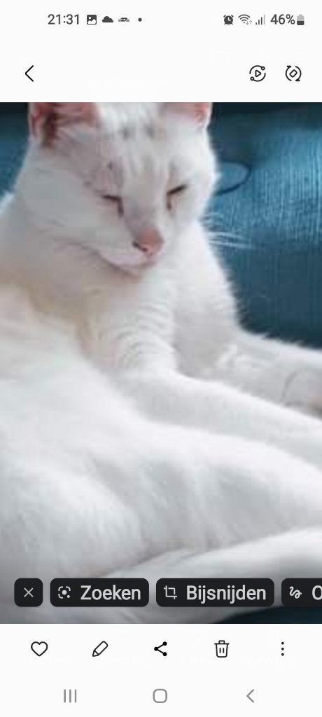 Vermist witte kat., Dieren en Toebehoren, Kat