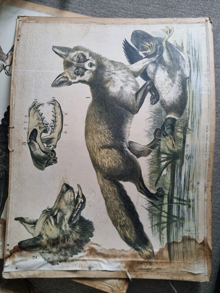 28 schoolplaten voor maar €100,-!!! Bijna allen dier gerelat, Antiek en Kunst, Ophalen of Verzenden, Natuur en Biologie