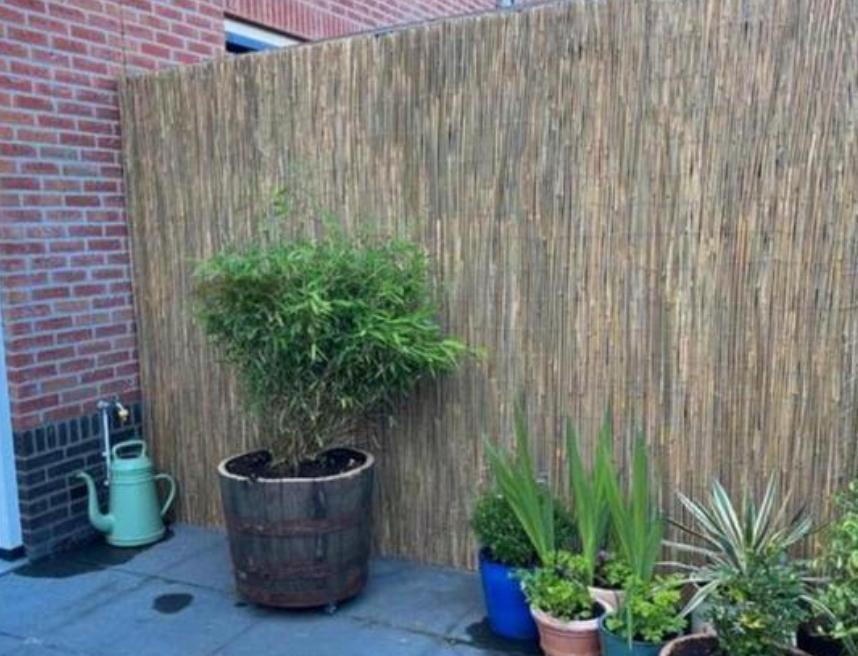 Bloembakken hout half wijnvat whiskyvat palmboom vijgenboom