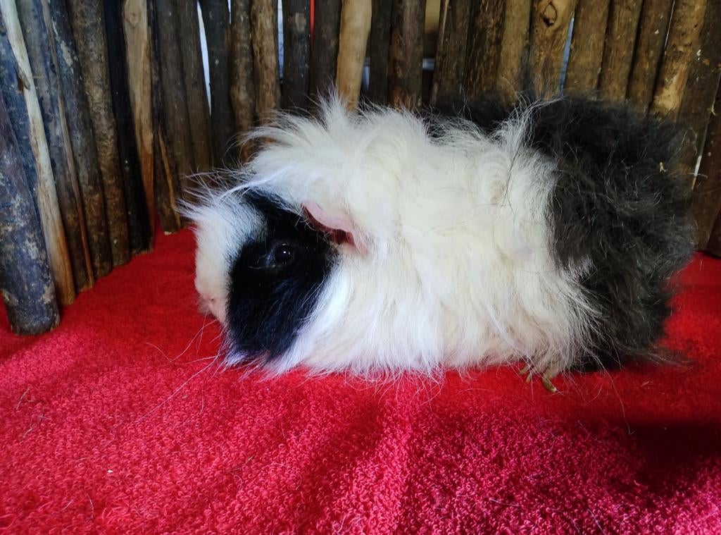 Lunkarya beer, Dieren en Toebehoren, Cavia, Mannelijk, December, Tam