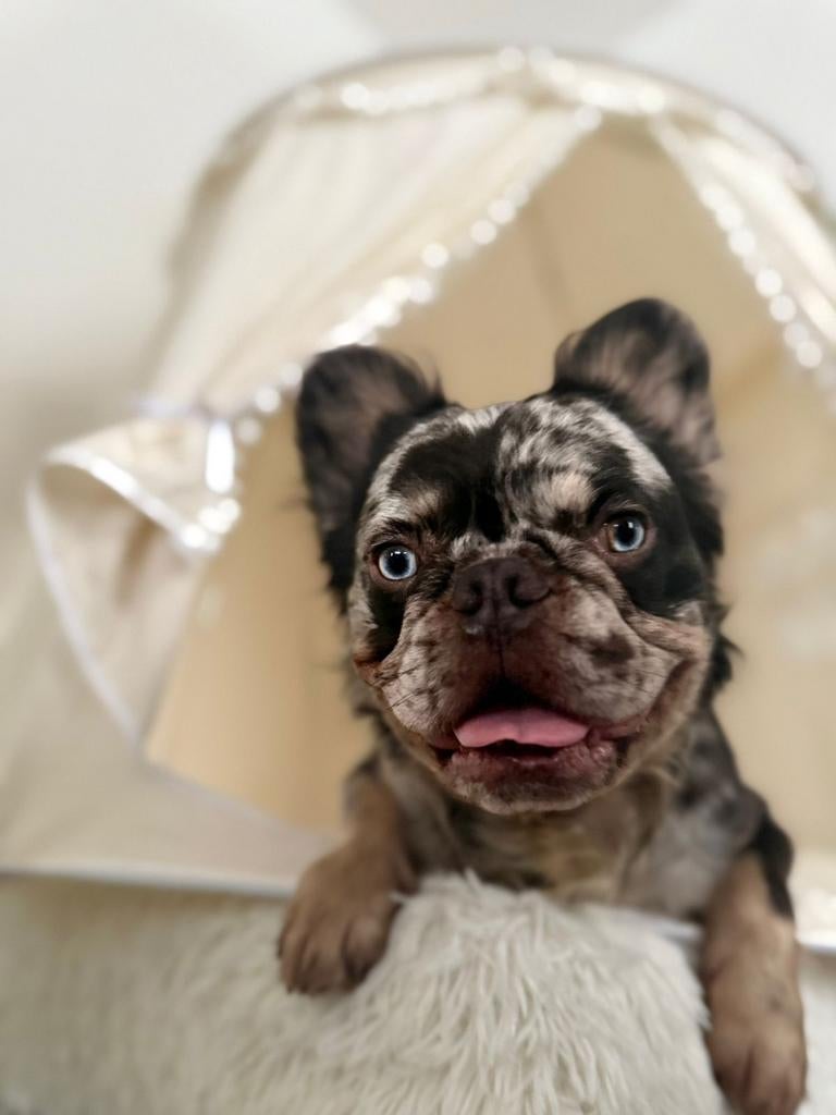 Franse bulldog Fluffy (dekreu), Dieren en Toebehoren, Reu, 1 tot 2 jaar, Parvo, Eén hond