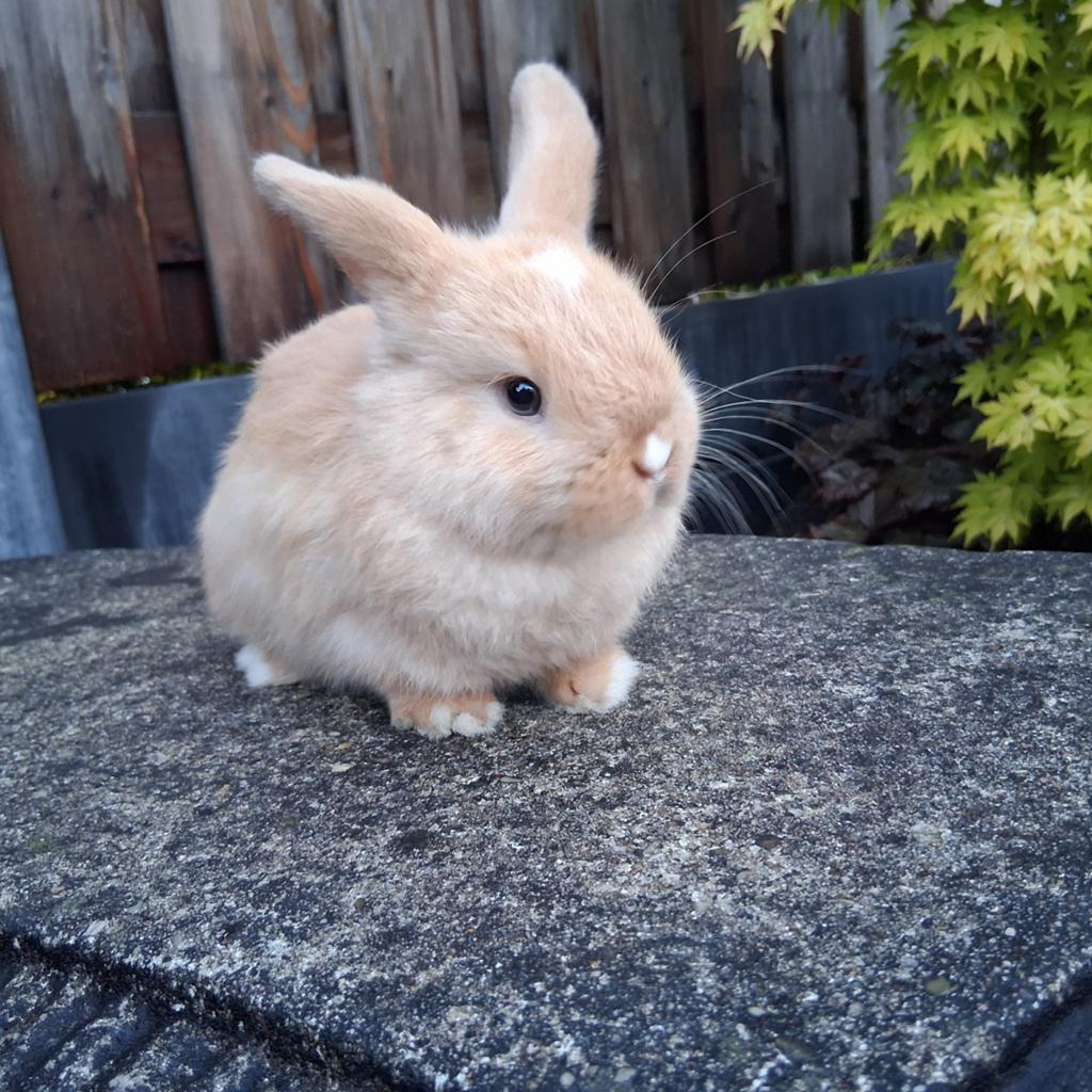 Mini lop konijntjes, Dieren en Toebehoren, Konijnen, Meerdere dieren, Dwerg