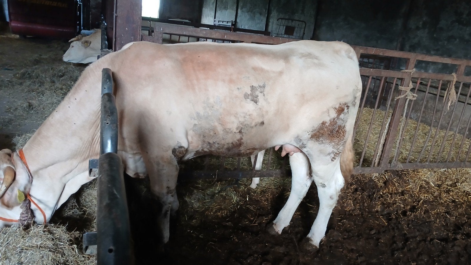 Blonde louis vaars, Dieren en Toebehoren, Runderen, Vrouwelijk