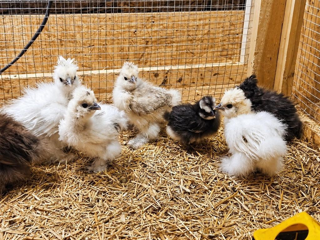 Zijdehoen hen kuikens 3 weken., Dieren en Toebehoren, Pluimvee, Vrouwelijk, Kip