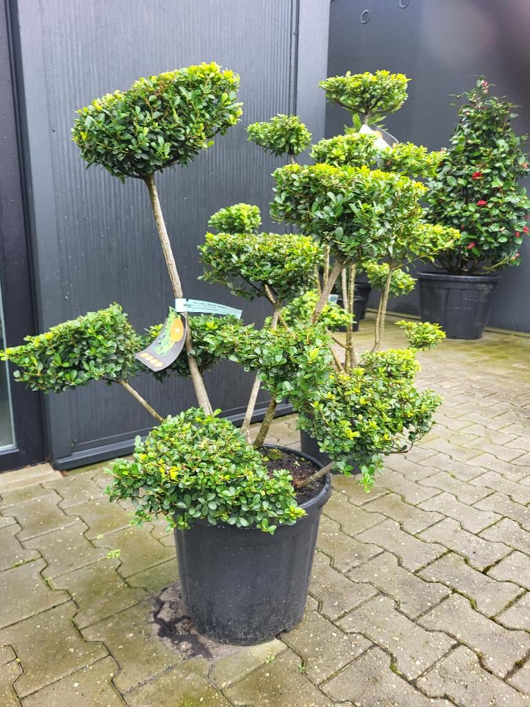 Ilex crenata green hegge bonsai, Tuin en Terras, Planten | Bomen, Halfschaduw, Overige soorten, Minder dan 100 cm, Zomer