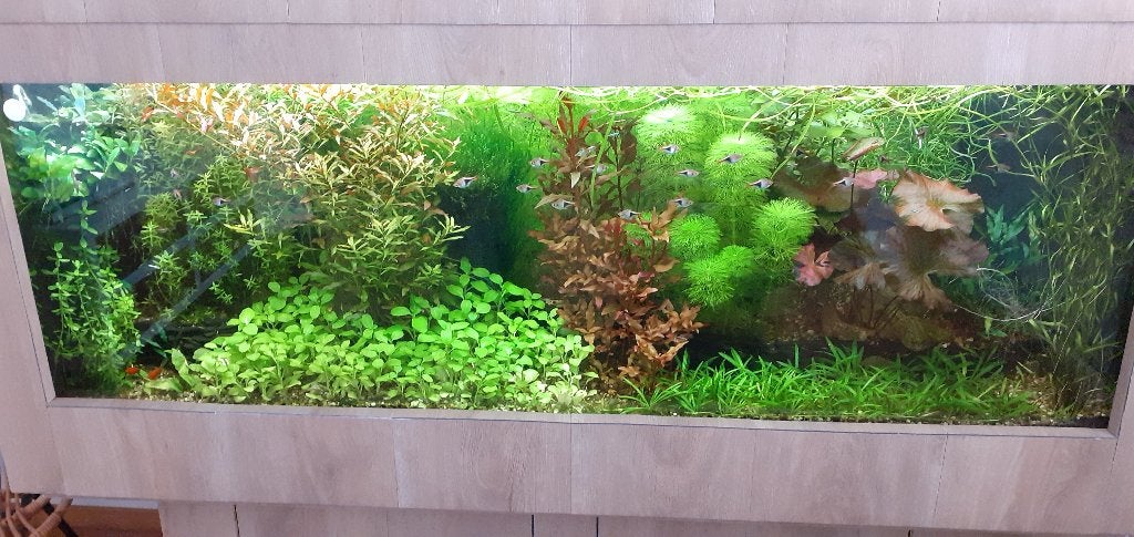 aquariumplanten verschillende soorten, Ophalen of Verzenden, Zo goed als nieuw, Plant(en), Steen of Hout