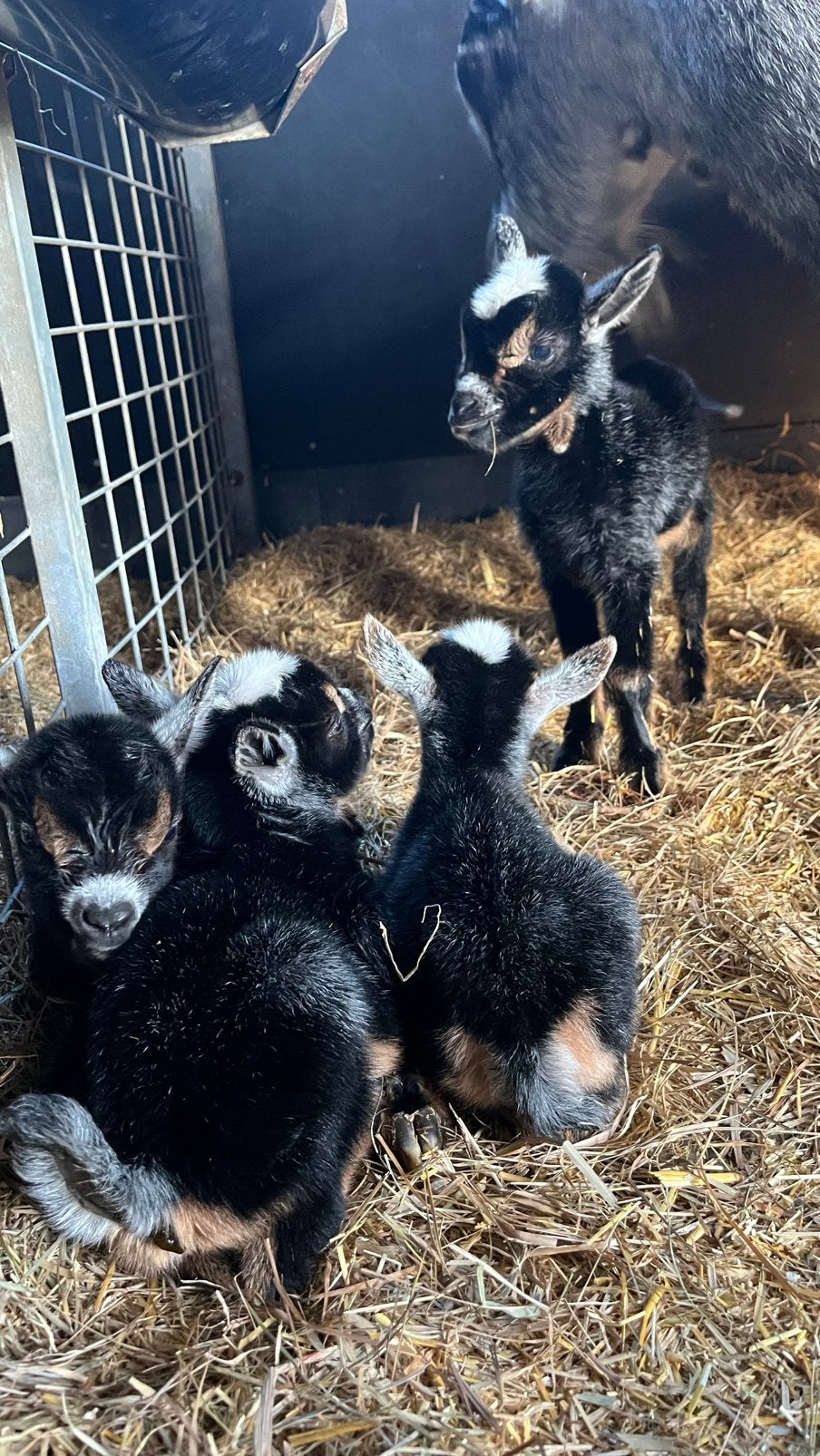2 bokjes voor aan de fles, Dieren en Toebehoren, Schapen, Geiten en Varkens, Mannelijk, Geit