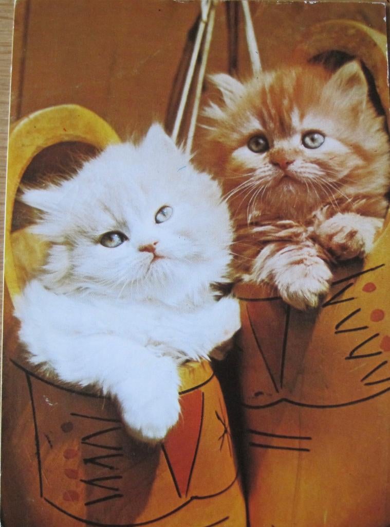 twee poezen in een klomp, Verzenden, 1980 tot heden, Gelopen, Hond of Kat
