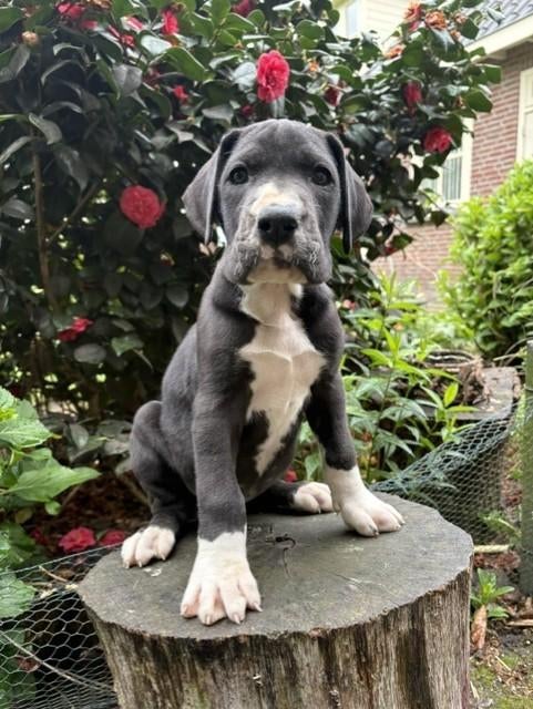 Mooie Duitse Dog pups, Dieren en Toebehoren, Honden | Bulldogs, Pinschers en Molossers, Parvo, Nederland, Overige rassen, 8 tot 15 weken