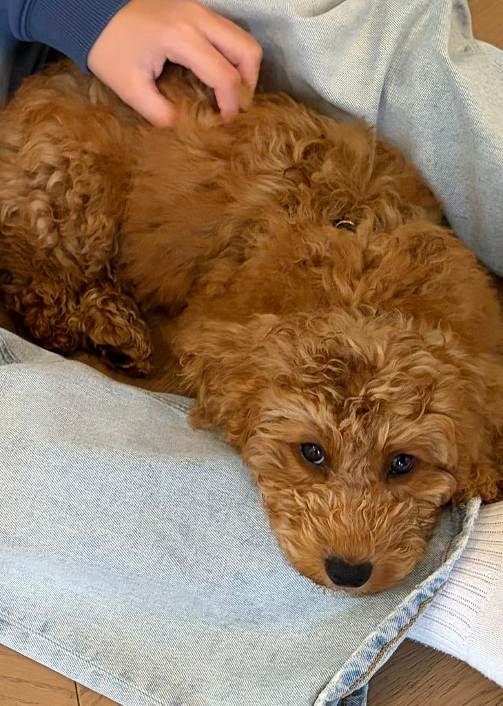 Mini/ medium labradoodle, Dieren en Toebehoren, Honden | Retrievers, Spaniëls en Waterhonden, Reu, Overige rassen, Particulier