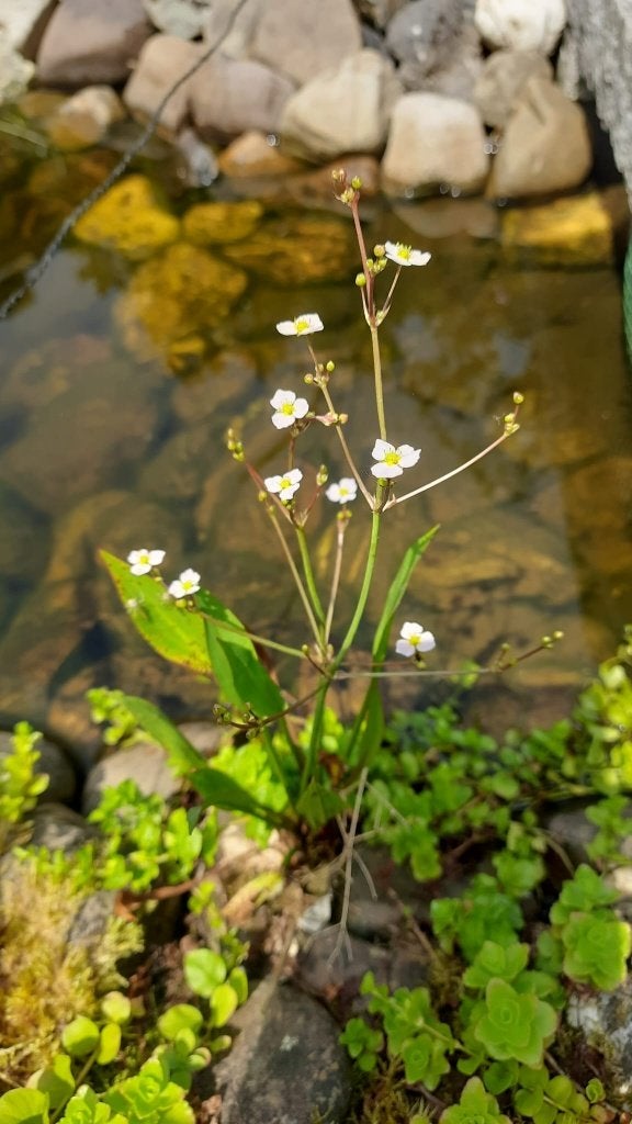 Vijverplant / moerasplant met lieve witte bloemetjes, Tuin en Terras, Ophalen, Volle zon, Vaste plant, Zomer