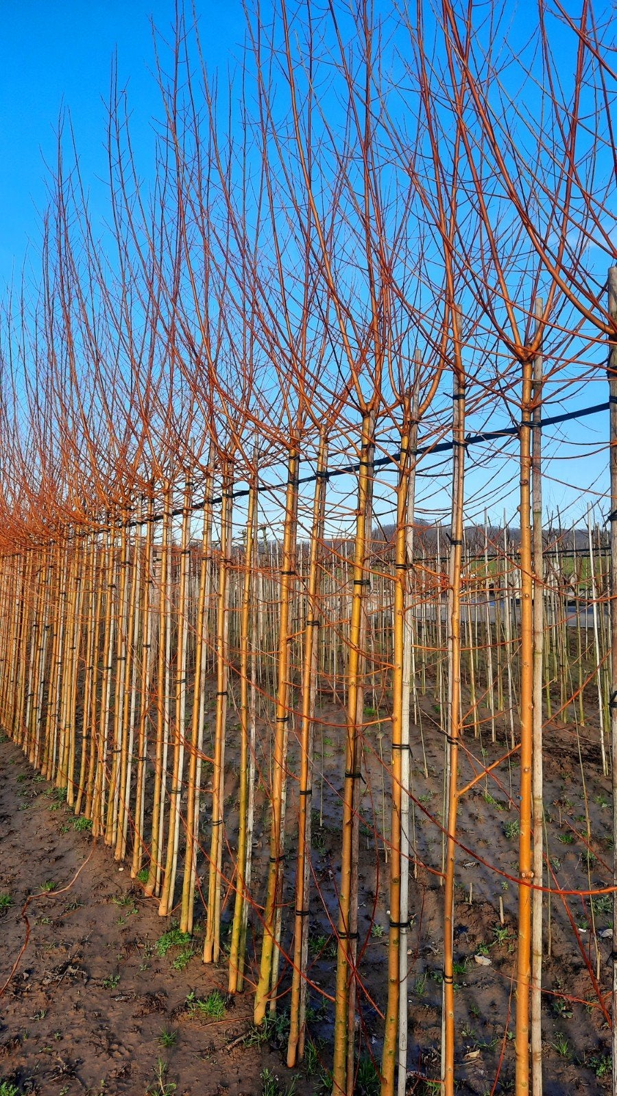 Salix alba 'Chermesina' 🌿 knotwilg, Ophalen, Volle zon, Overige soorten