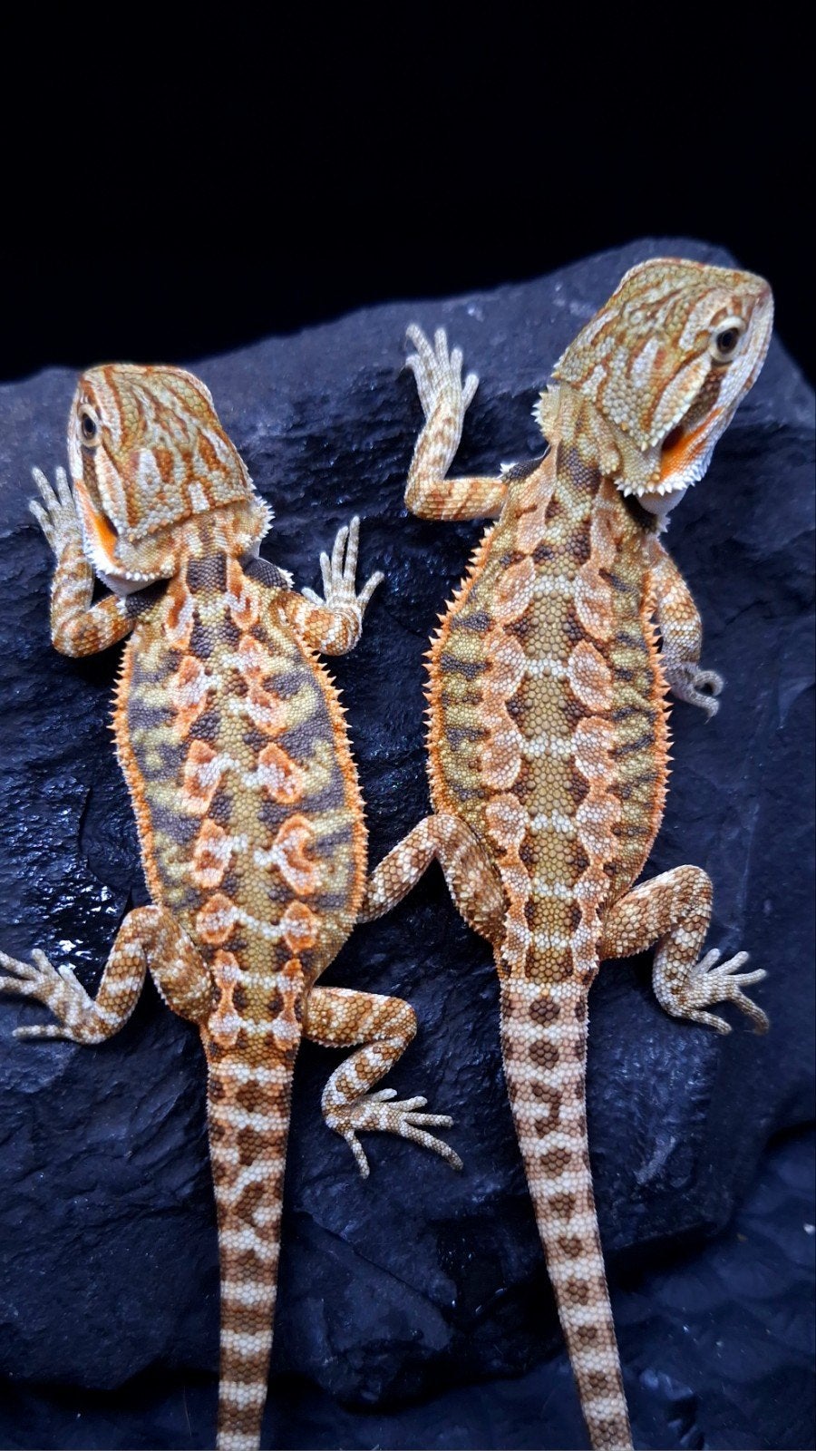 50% Red Monster Tiger Triple het. Baardagaam €150 op=op, Hagedis, 0 tot 2 jaar