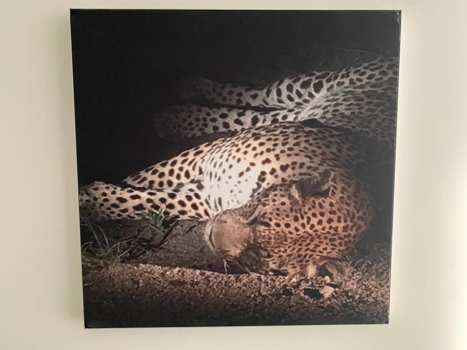 3 afbeeldingen van Zuid-Afrika en Noorwegen, Minder dan 50 cm, Nieuw, Ophalen of Verzenden, Print