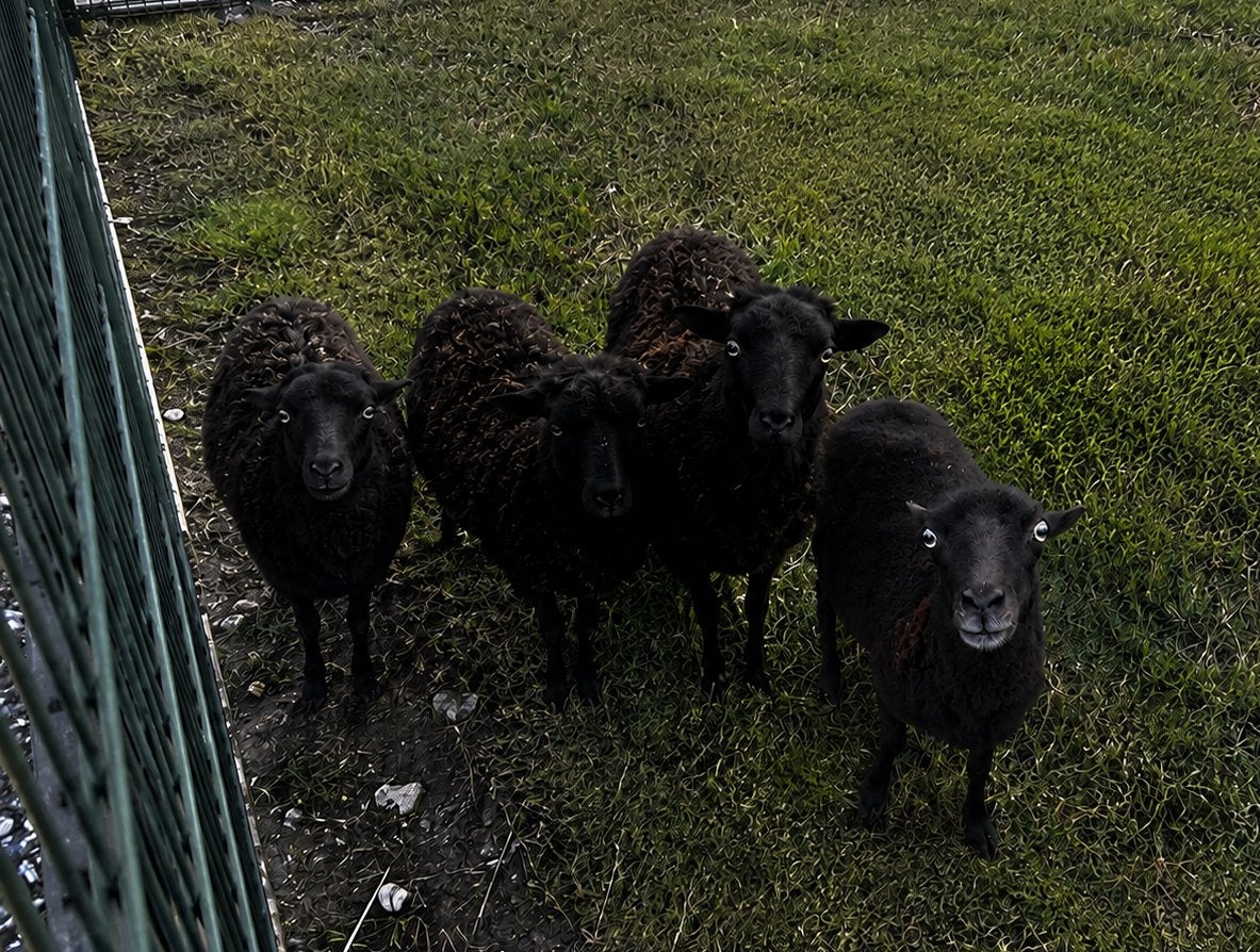 2 Oussant-ooien te koop, Vrouwelijk, Schaap, 0 tot 2 jaar