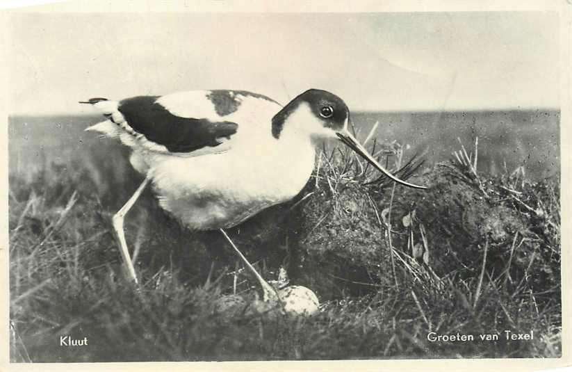 377-188-017 Texel Kluut, Verzamelen, Verzenden, Voor 1920, Noord-Holland