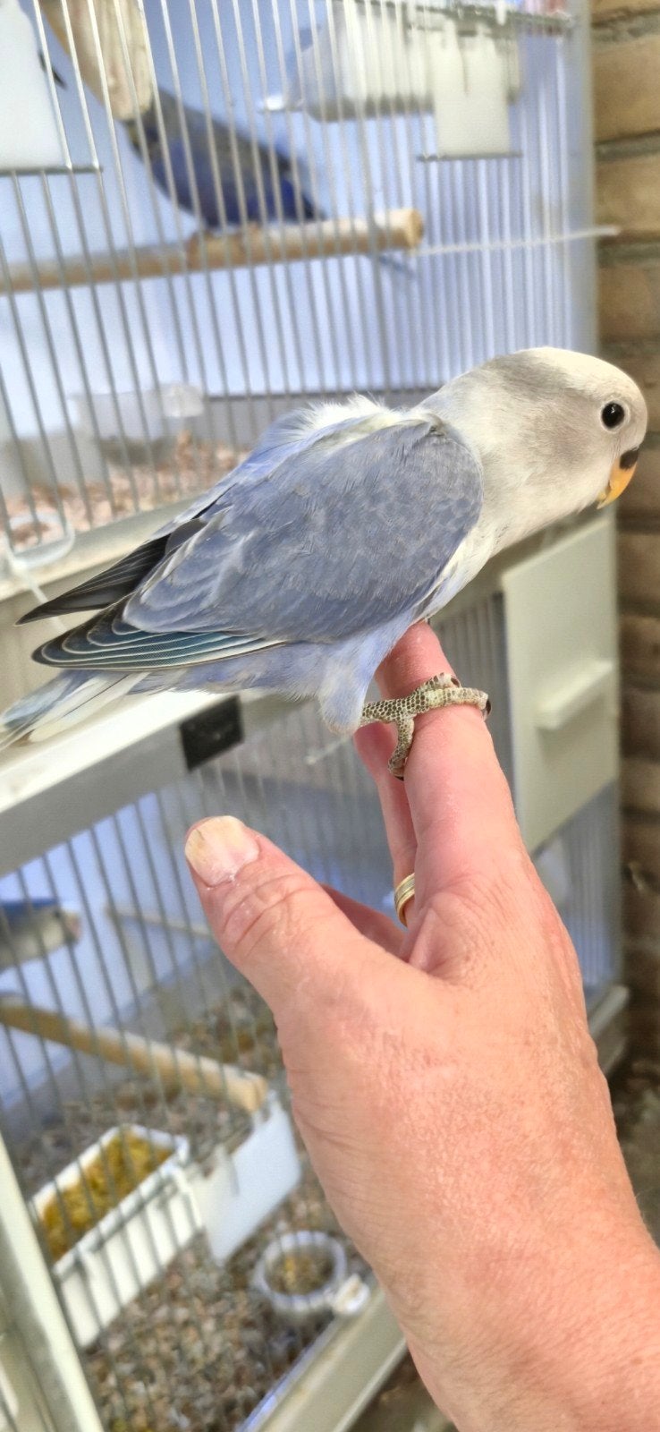 Mooie opaline violet roseicollies, Dieren en Toebehoren, Vogels | Parkieten en Papegaaien, Meerdere dieren, Dwergpapegaai of Agapornis