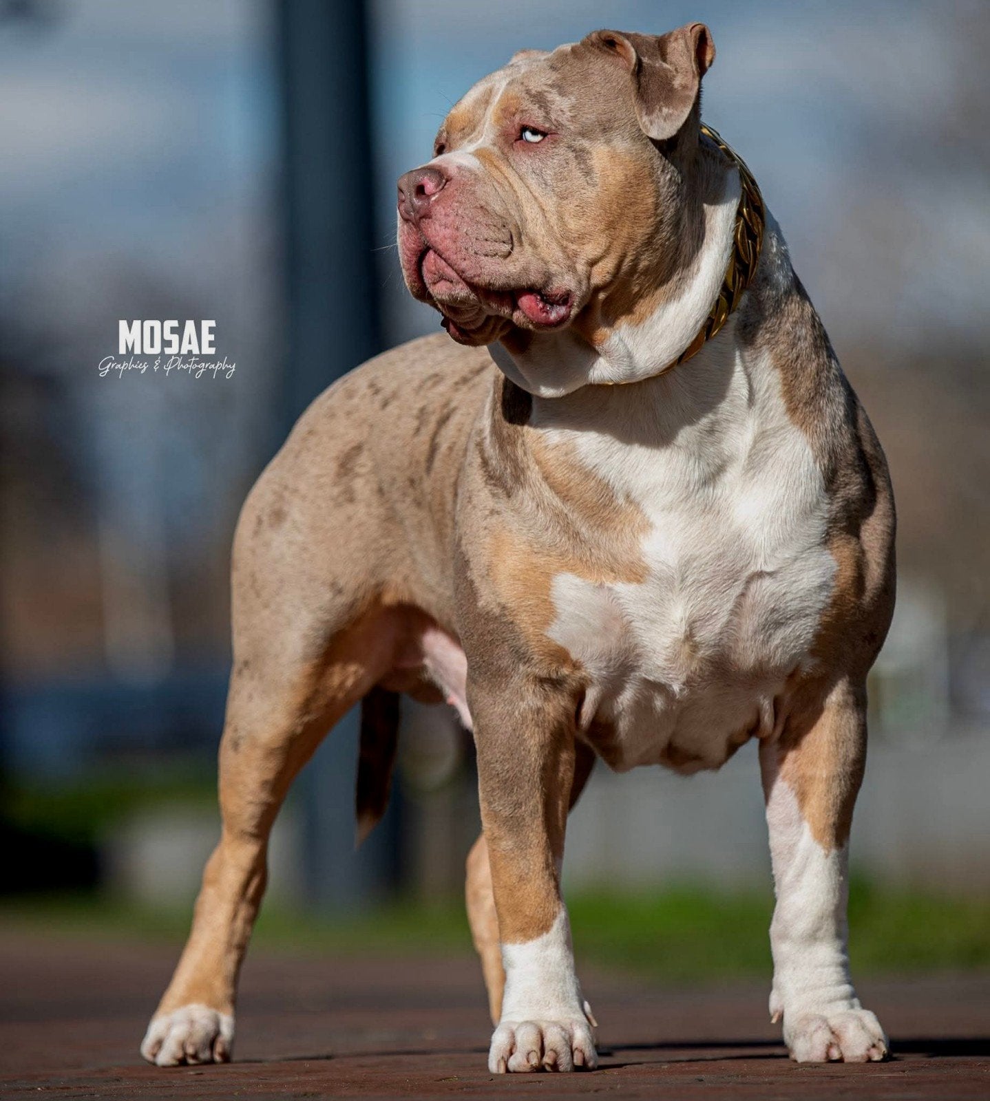 American Bully Merle Tri Dekreu, Eén hond, 3 tot 5 jaar, Nederland, Particulier