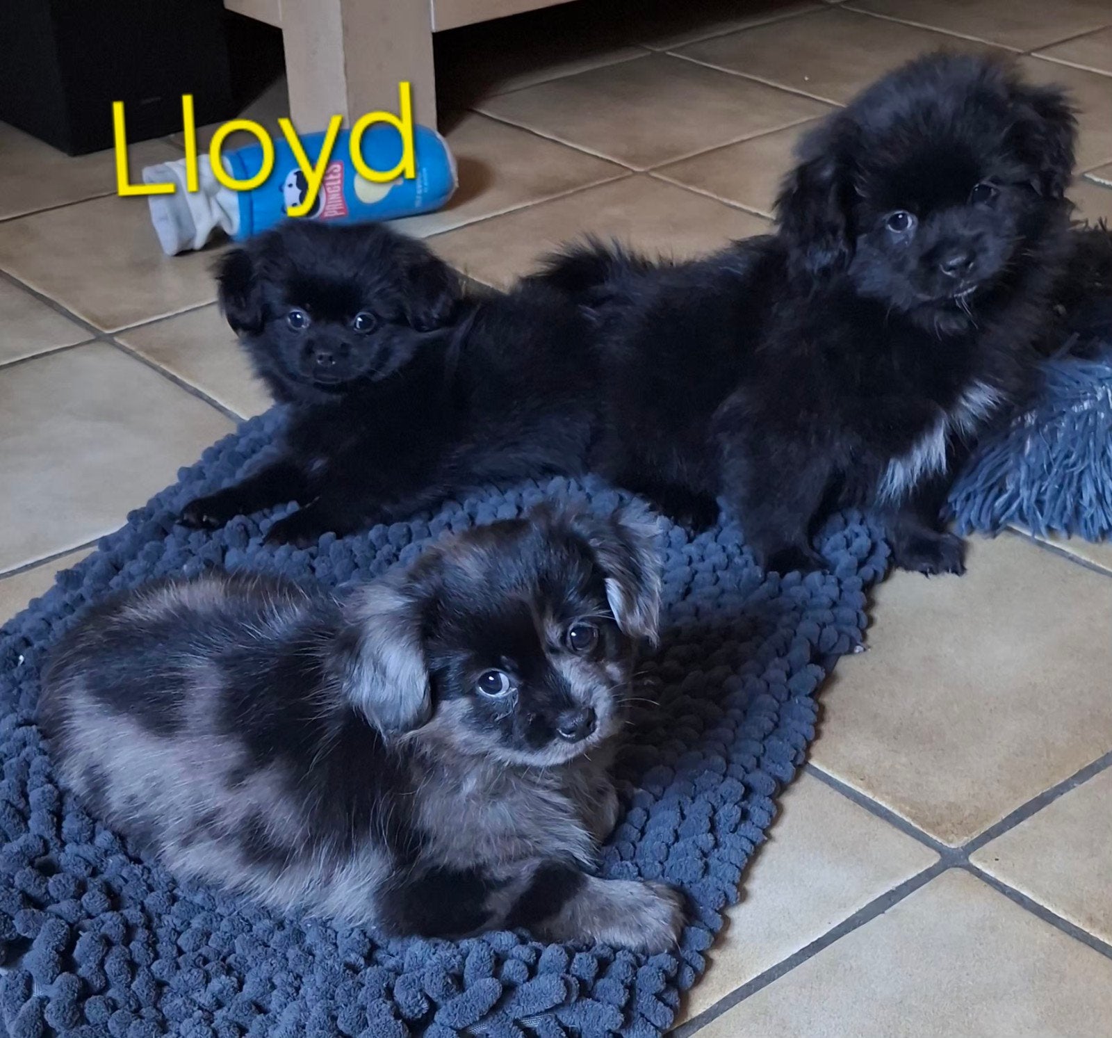prachtige unieke Shiranian F1 pup reu (Shih Tzu x Pomeriaan), Dieren en Toebehoren, Reu, 8 tot 15 weken, Eén hond, Klein