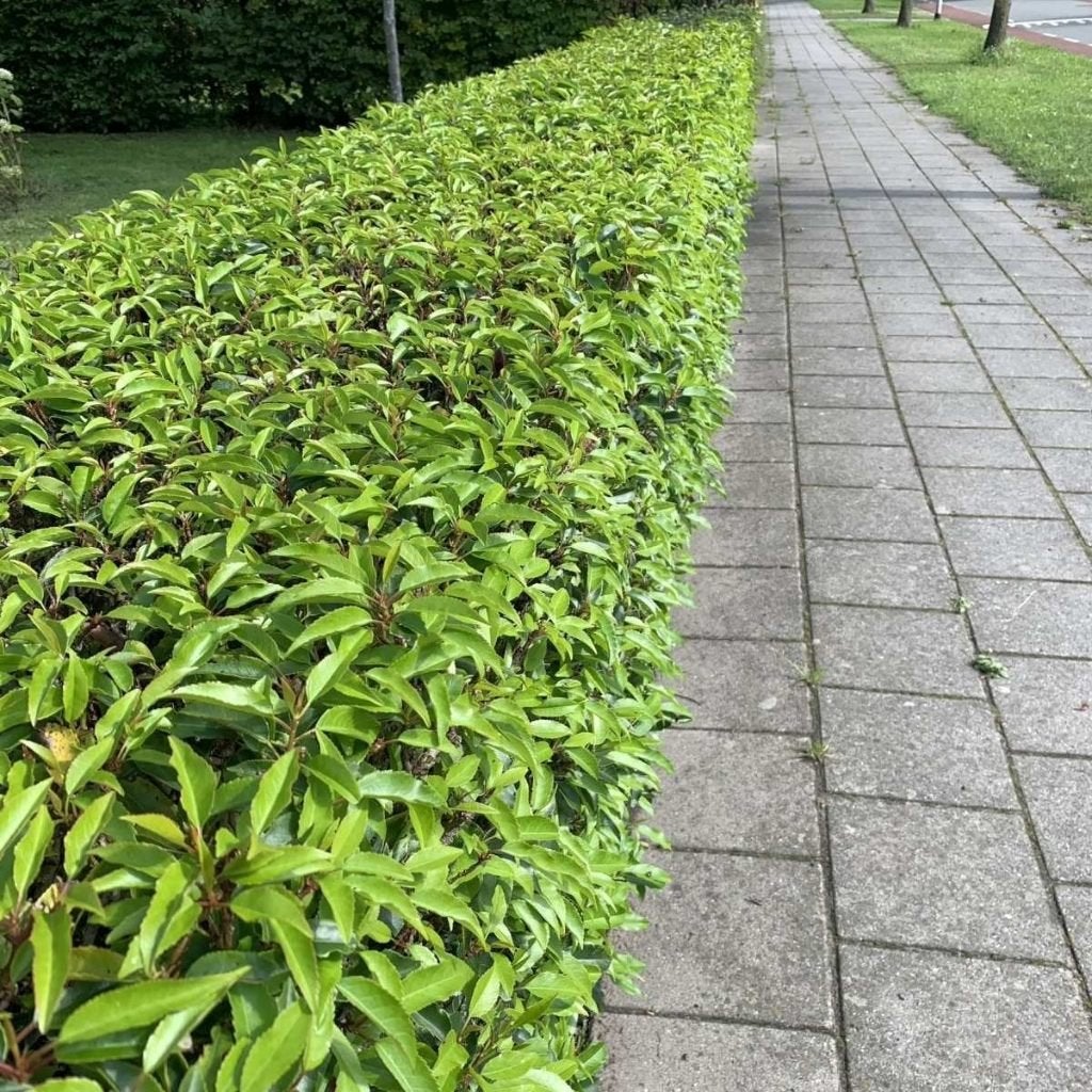 ACTIE!!! Prunus lusitanica 'Angustifolia' 100/120 €13,50, Tuin en Terras, Ophalen of Verzenden, Laurier, Haag, 100 tot 250 cm