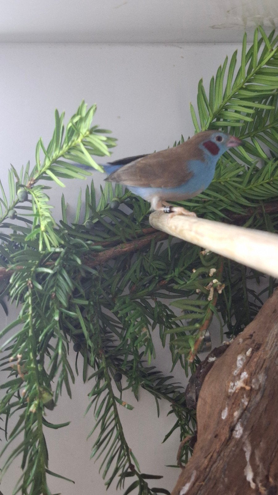 roodwang blauwfazantje man €75, Mannelijk