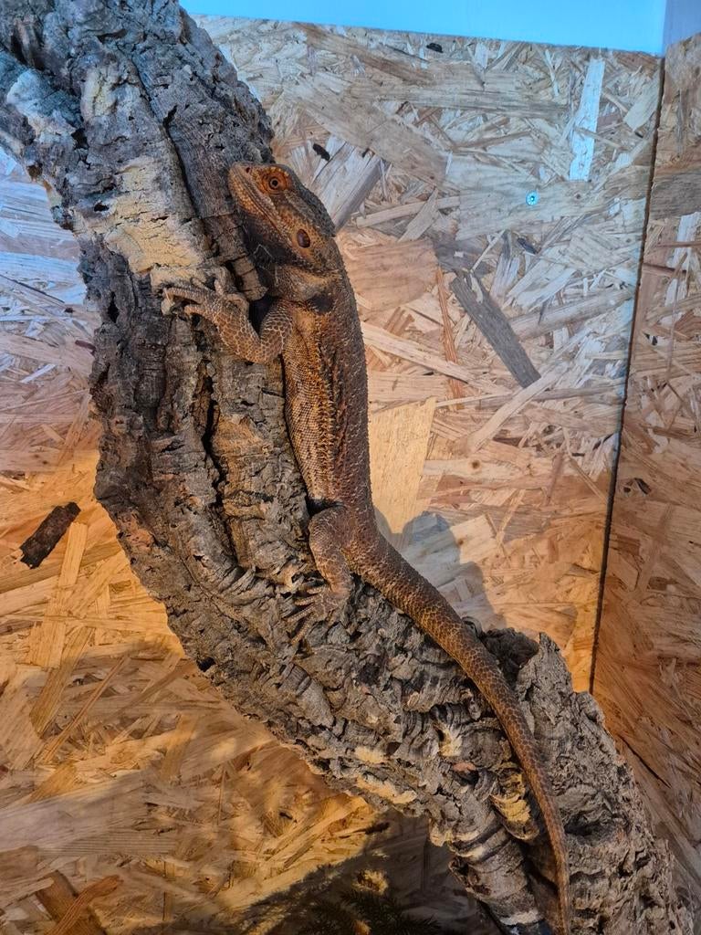 Baardagaam 1.0 Bearded Dragon - male for sale from djansen