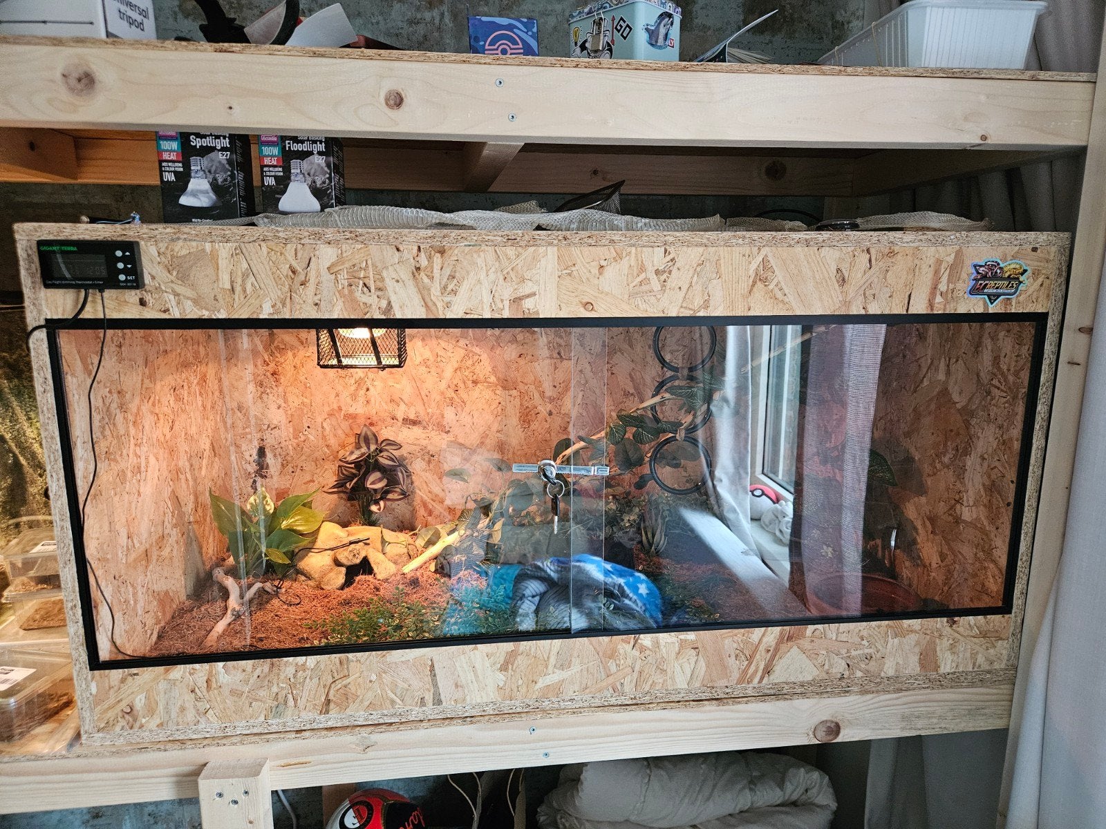 Rattenslang inclusief terrarium en toebehoren Rat Snake photo 4