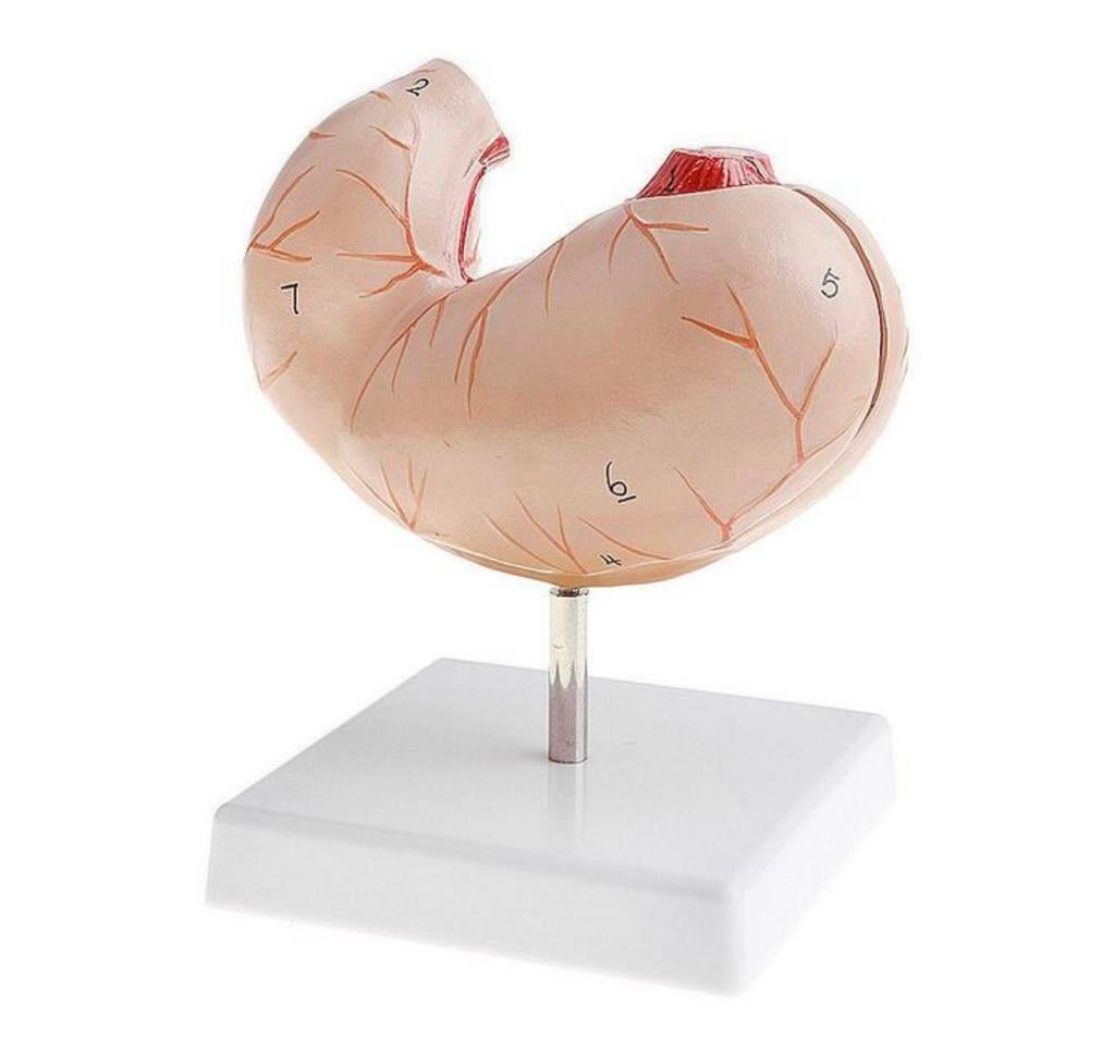 Maag Menselijk Anatomie Model Medisch School Arts Dokter, Diversen, Schoolbenodigdheden, Nieuw, Verzenden