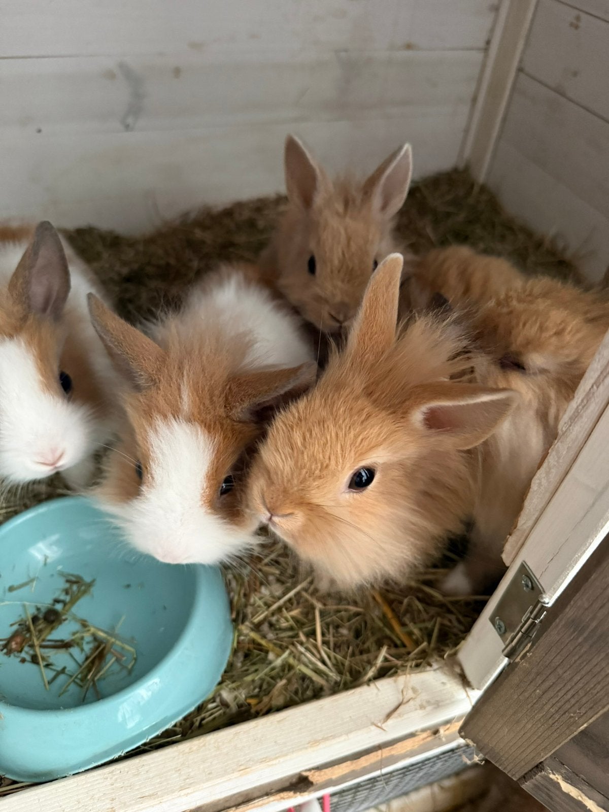 Schattige leeuwenkop konijntjes, Dieren en Toebehoren, Konijnen, Meerdere dieren, Dwerg, 0 tot 2 jaar