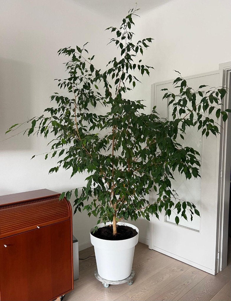 Ficus benjamina 250cm x 180cm in pot met ballast en drainage, Huis en Inrichting, Kamerplanten, Ophalen, Ficus, 200 cm of meer