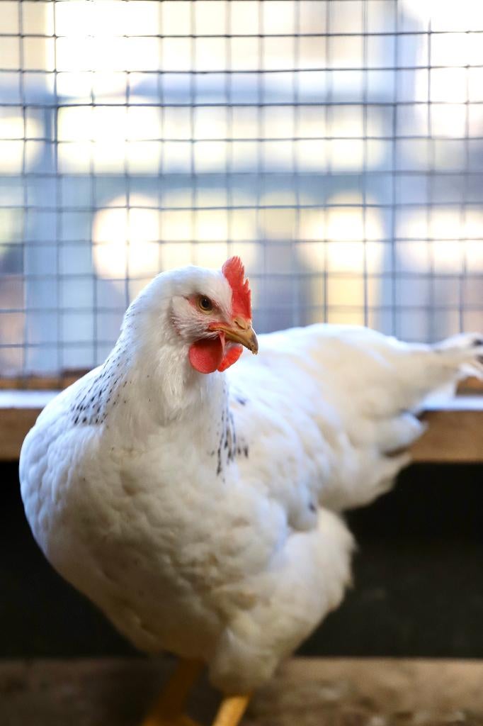 Sussex Columbia | Goede leggers | Gezonde kippen, Vrouwelijk, Kip
