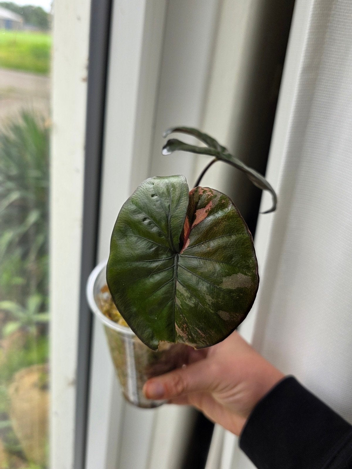 Alocasia Serendipity pink, Ophalen of Verzenden, Halfschaduw, Minder dan 100 cm