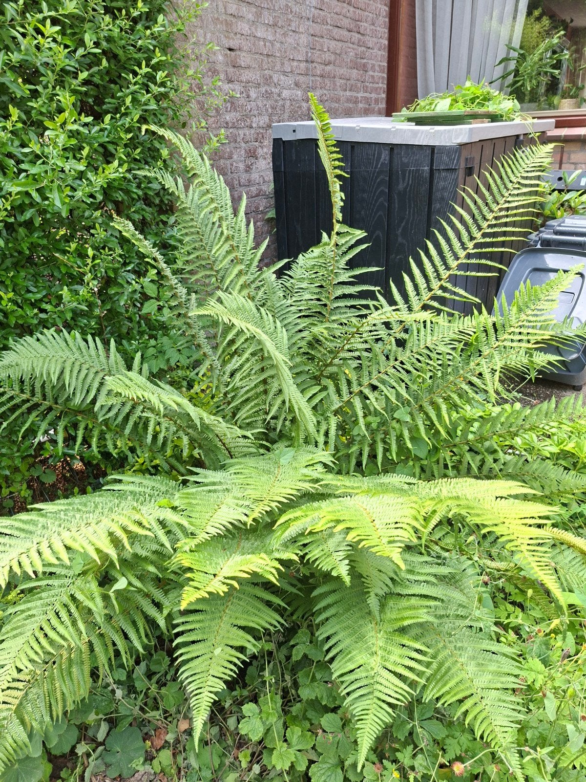 Grote Varenplant - Ideaal voor Schaduwrijke Tuinen, Tuin en Terras, Ophalen, Vaste plant, Varens, Halfschaduw