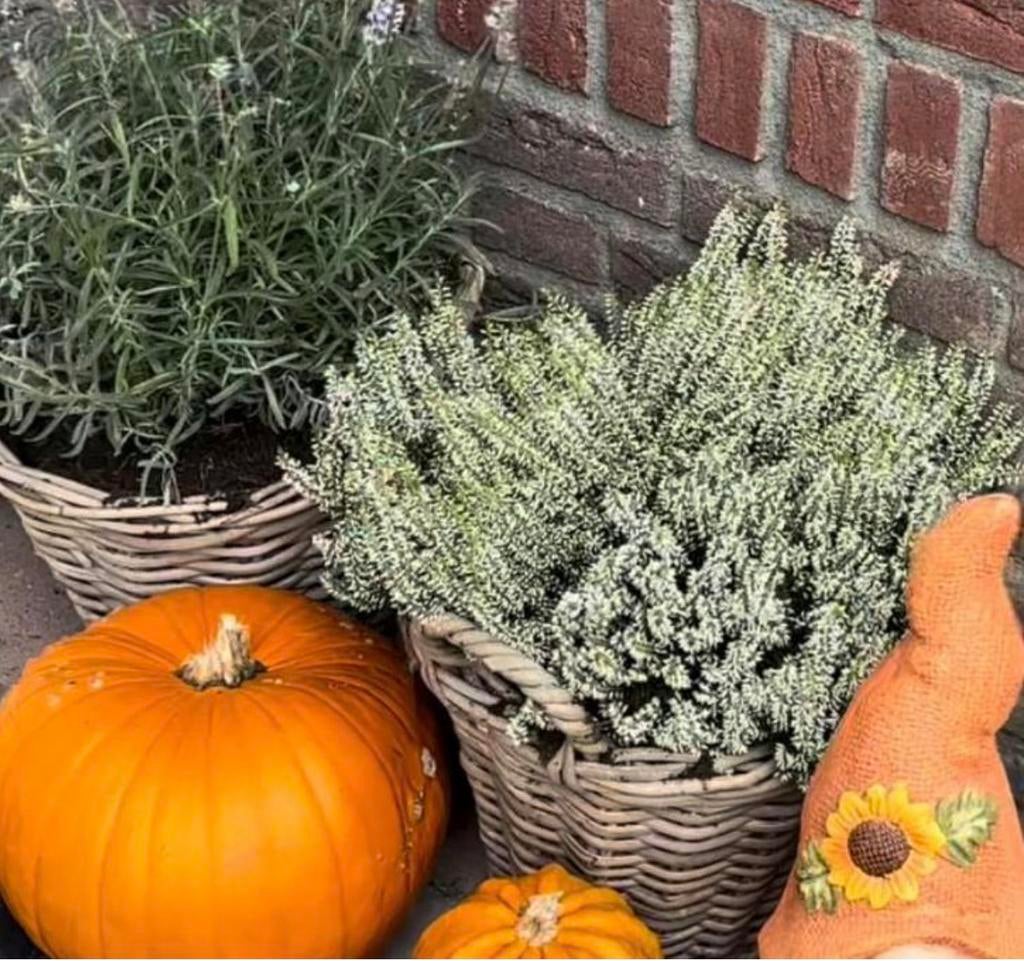 rieten manden hydrokorrels planten bloempotten, Tuin en Terras, Ophalen of Verzenden, Lente, Overige soorten, Halfschaduw