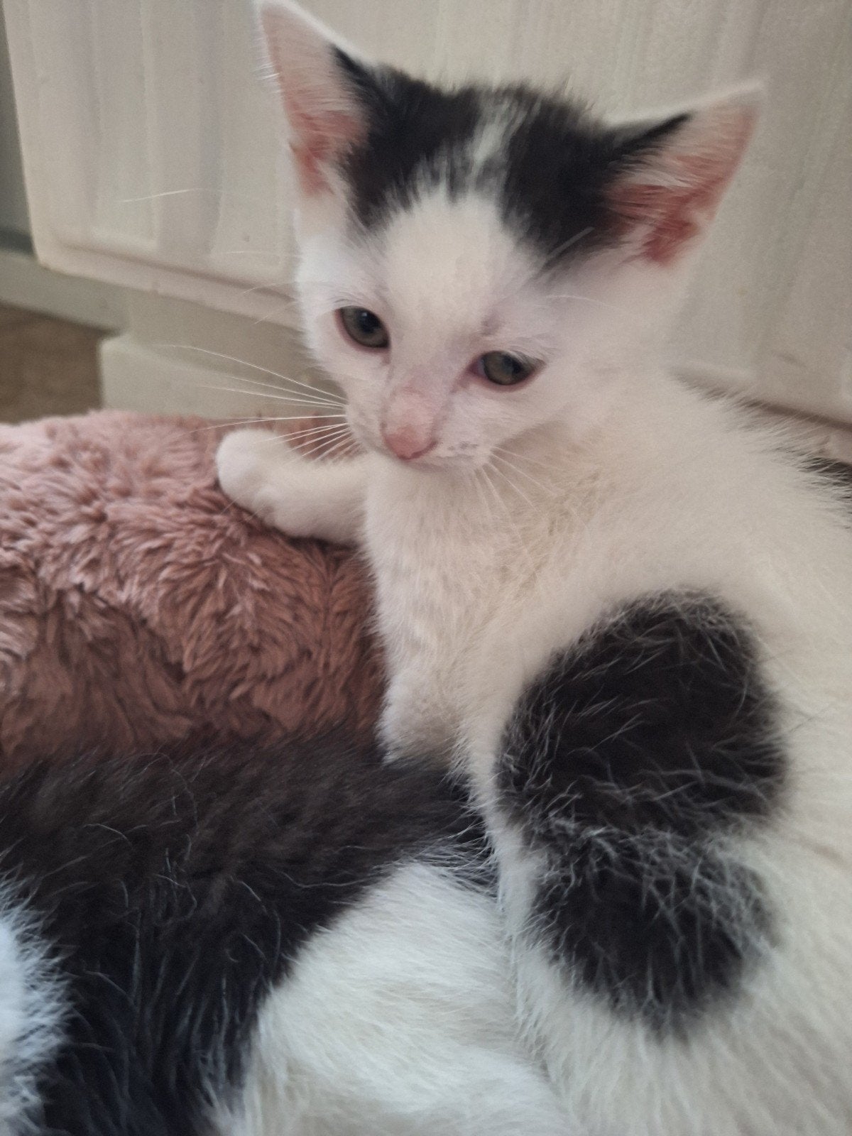 kruising ragdoll poesje, Poes, Ontwormd, 0 tot 2 jaar