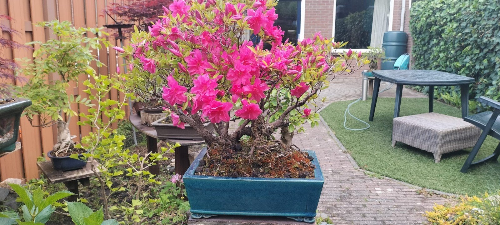 Azalea Bonsai boom in prachtige pot., Ophalen, Bloeit niet, Halfschaduw, Overige soorten
