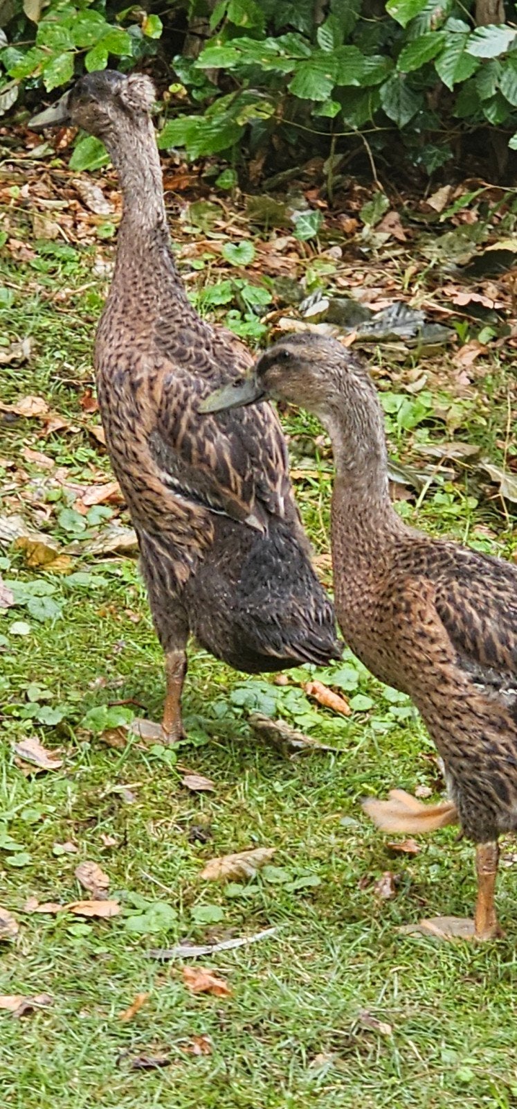 Mooie wildkleur loopeend woerd met kuif, Mannelijk, Eend