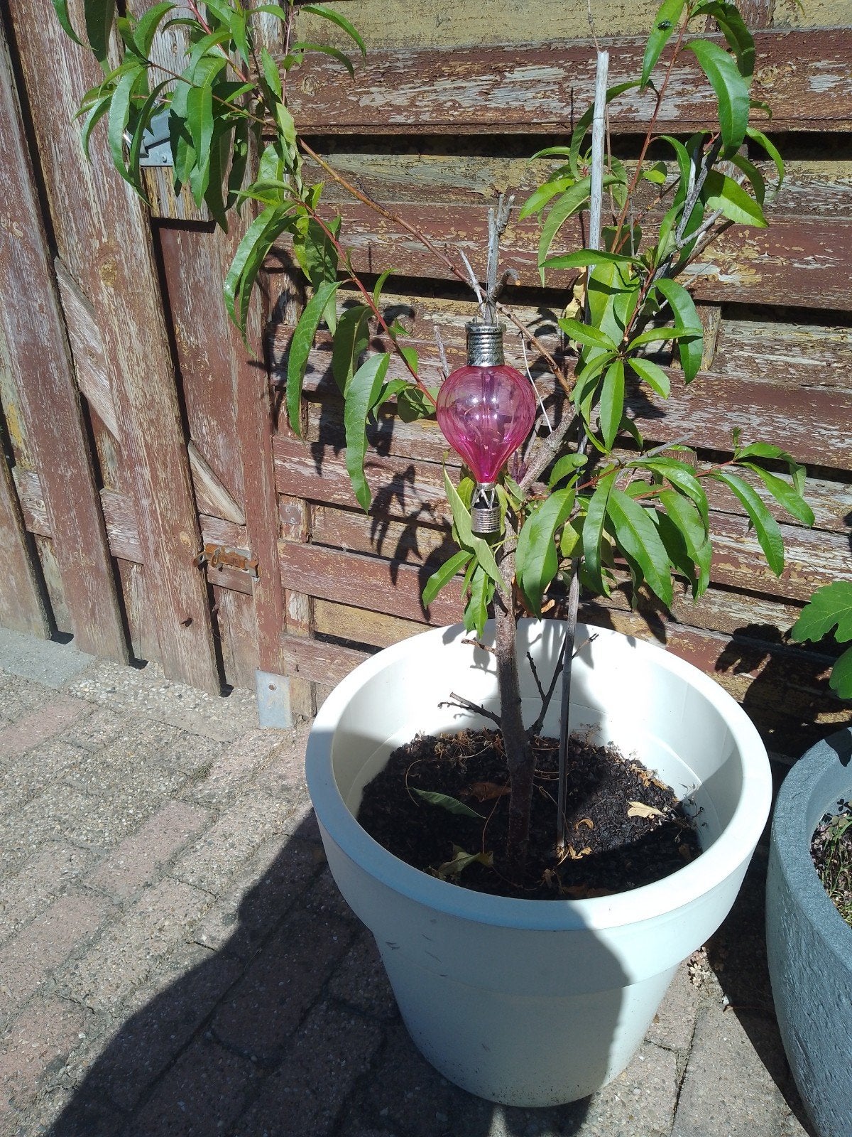 perzikboompje in pot, Minder dan 100 cm, Volle zon, In pot, Overige soorten