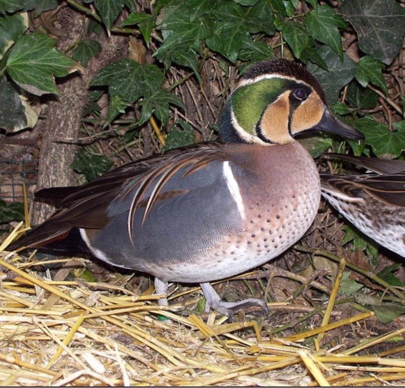 Verschillende soorten Siereenden/eenden, Dieren en Toebehoren, Pluimvee, Meerdere dieren, Eend