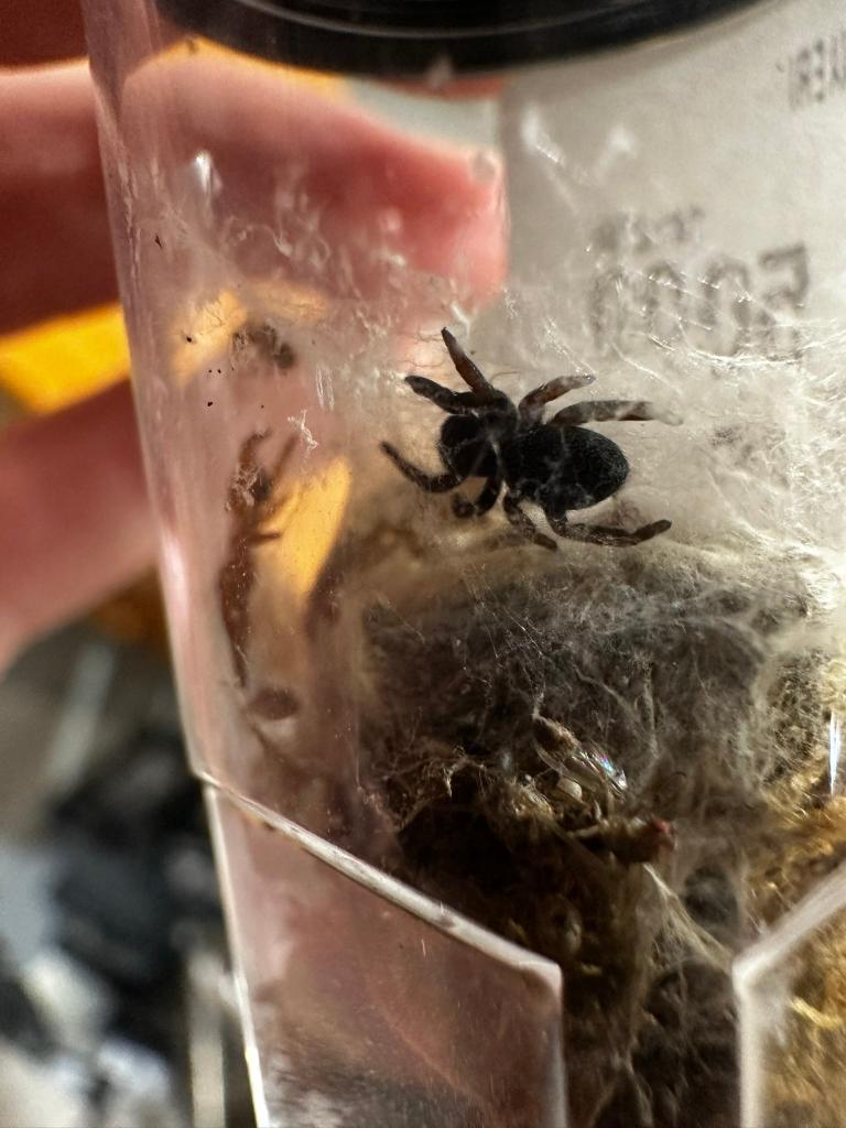 Eresus Walckenaeri - Spiderling, Spin of Schorpioen