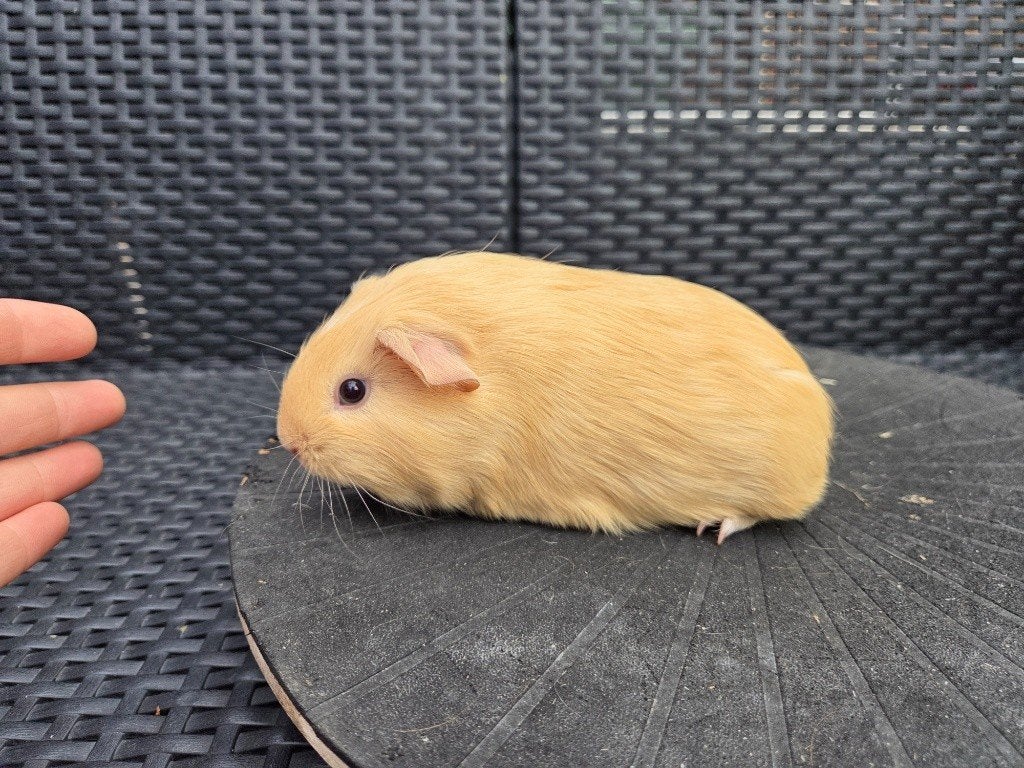 cavia gladhaar zeug us teddy dragend, Dieren en Toebehoren, Cavia, Vrouwelijk, Tam, September