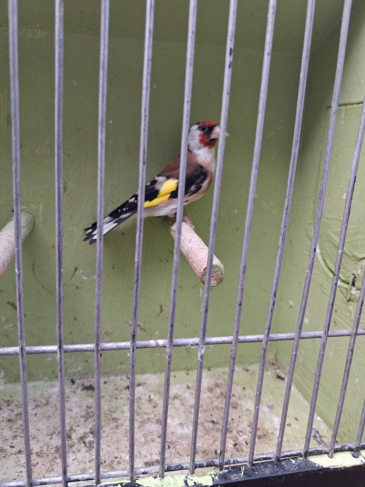 bloemputter pop, Dieren en Toebehoren, Vogels | Overige Vogels, Vrouwelijk