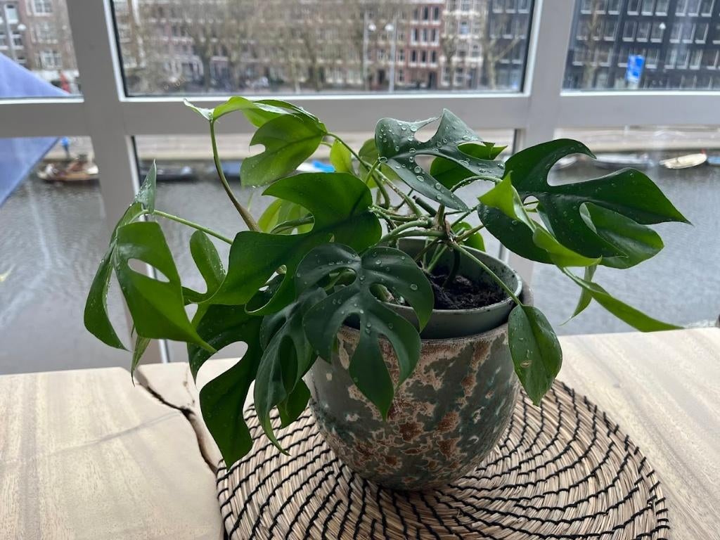 Rhaphidophora Tetrasperma (Mini Monstera), Huis en Inrichting, Kamerplanten, Ophalen, Overige soorten, Halfschaduw, Minder dan 100 cm