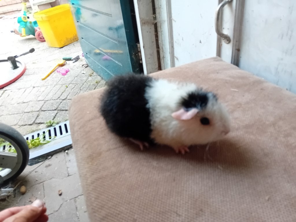 Cavia beertje, Maart, Mannelijk, Cavia