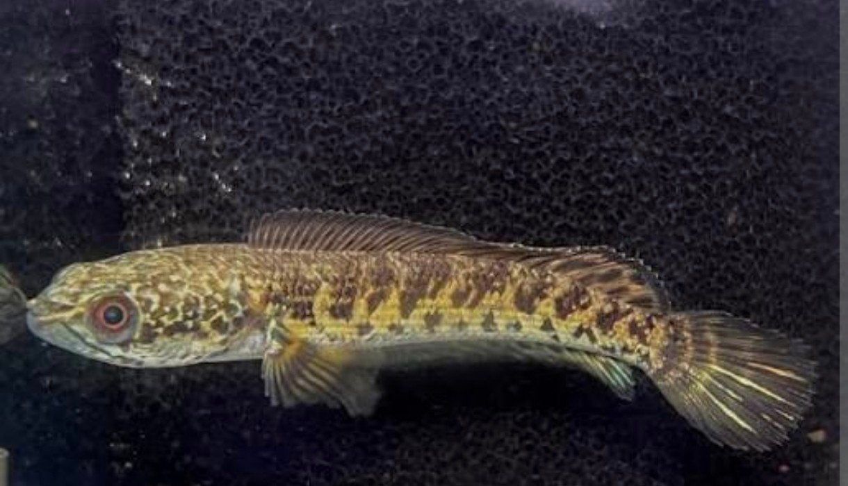 Channa aurantimaculata, Vis